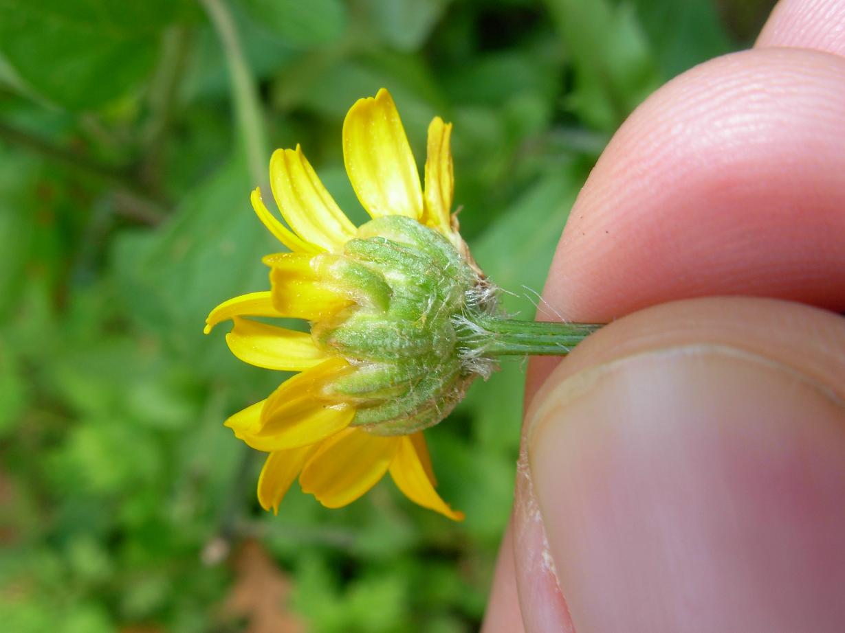 Coleostephus myconis (L.) Rchb. f. / Margherita gialla